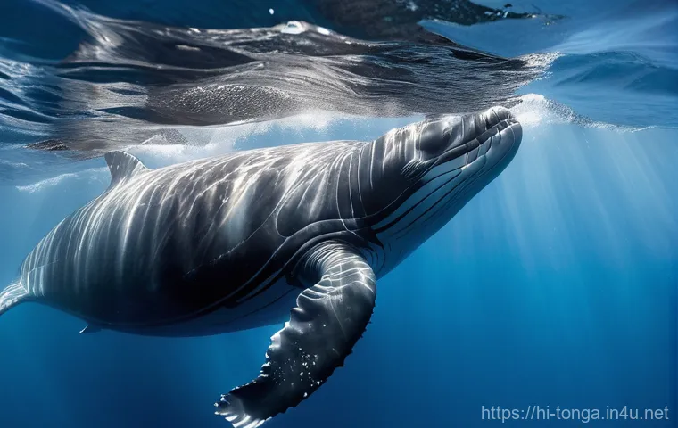 통가 고래 투어 - Majestic Humpback Whale and Swimmer in Clear Waters**
"An awe-inspiring underwater shot of a human ...
