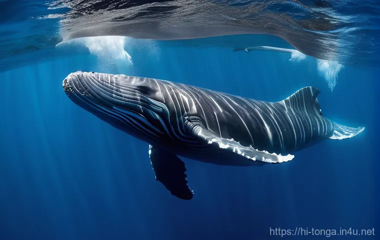 통가 고래 투어 - Majestic Humpback Whale and Swimmer in Clear Waters**

"An awe-inspiring underwater shot of a human ...