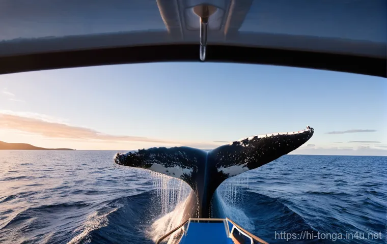 통가 고래 투어 - Humpback Whale Calf Playing Near the Surface**

"A heartwarming scene featuring a humpback whale mot...